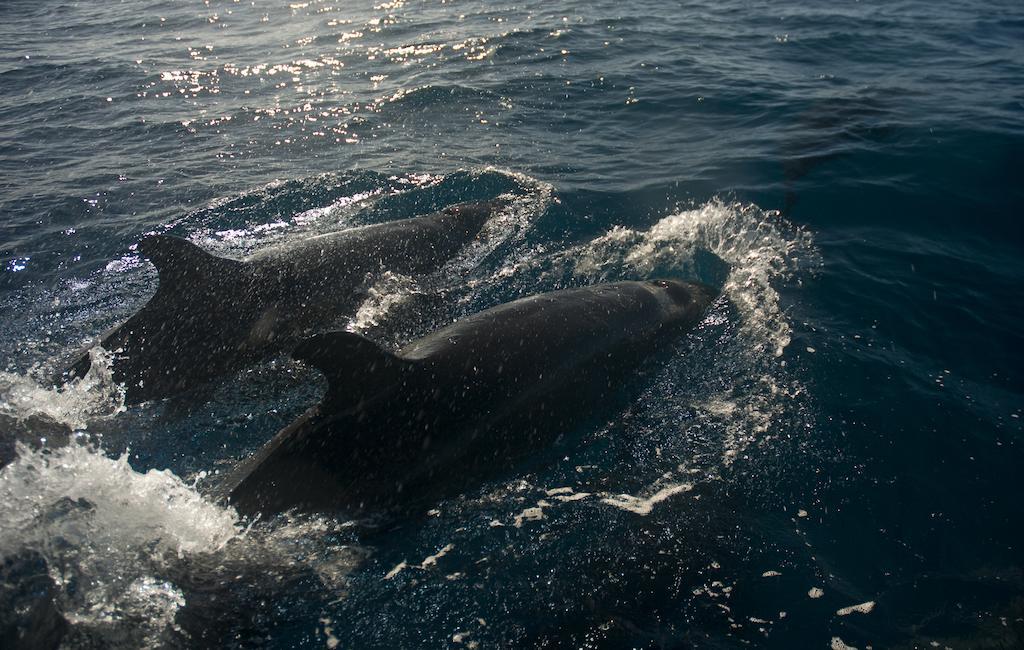 ホテル エマホ セカワ リゾート サブサブ エクステリア 写真